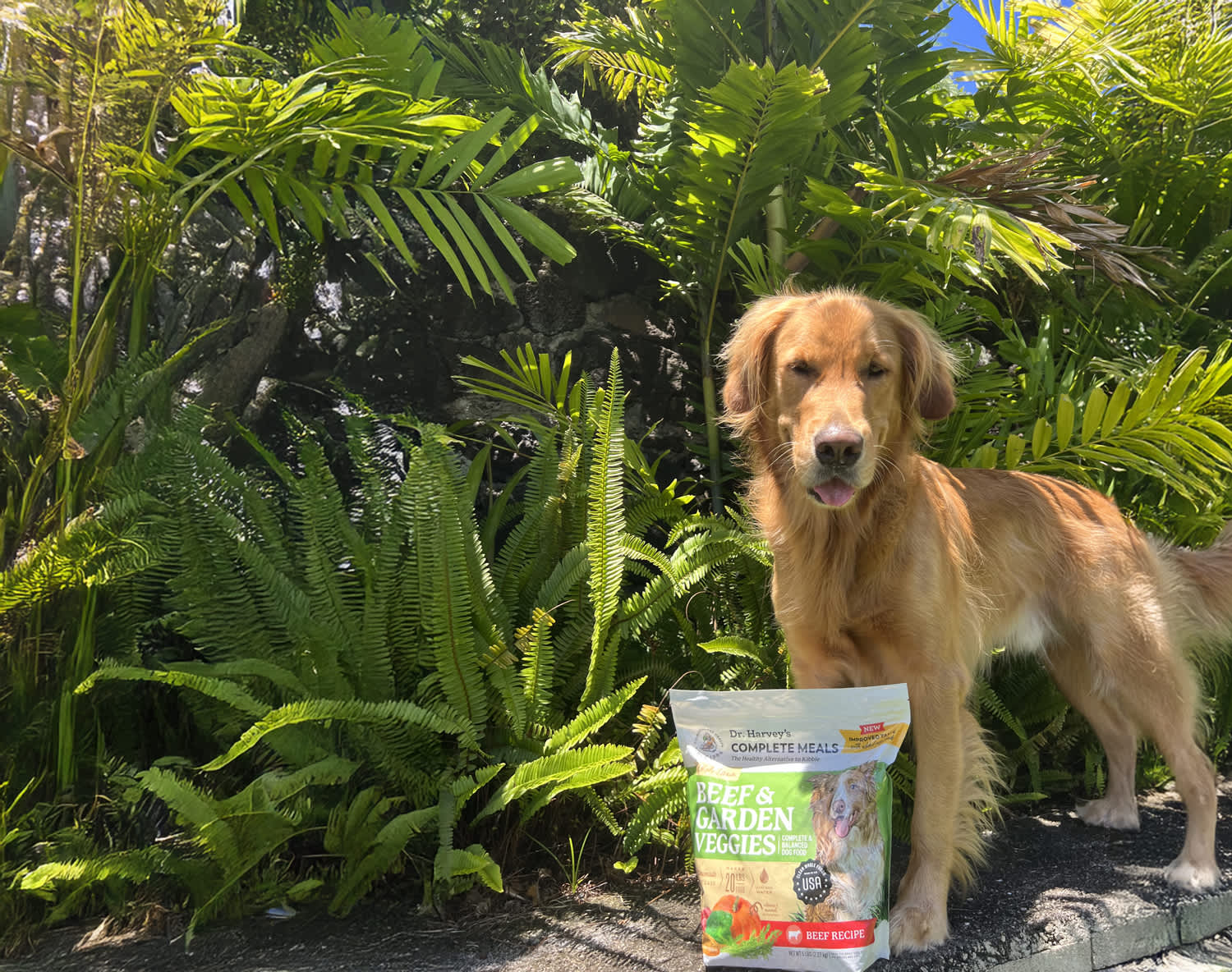 4 Fun and Unique Ways to Serve Dr. Harvey’s Whole-Grain Garden Veggies to Your Dog
