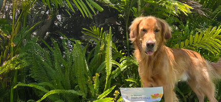 4 Fun and Unique Ways to Serve Dr. Harvey’s Whole-Grain Garden Veggies to Your Dog