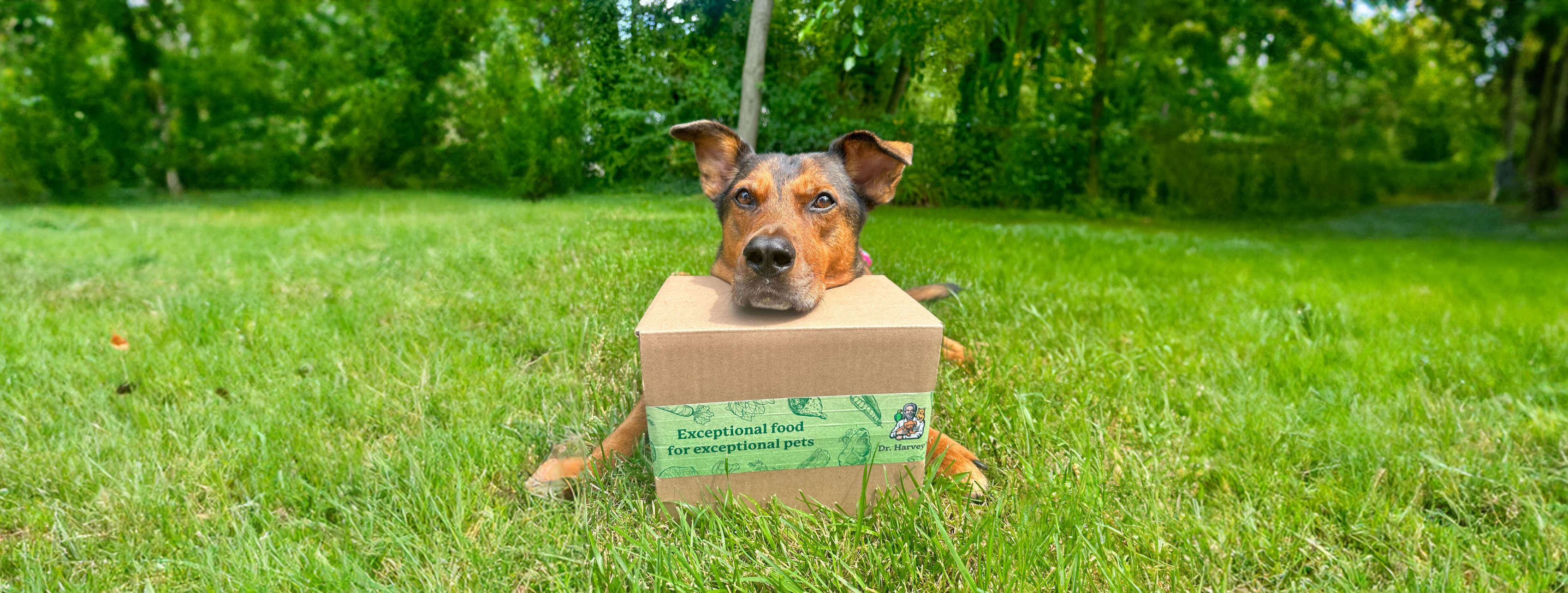 A Day in the Life: What I feed My Dog and Why