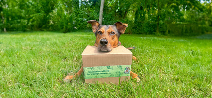A Day in the Life: What I feed My Dog and Why