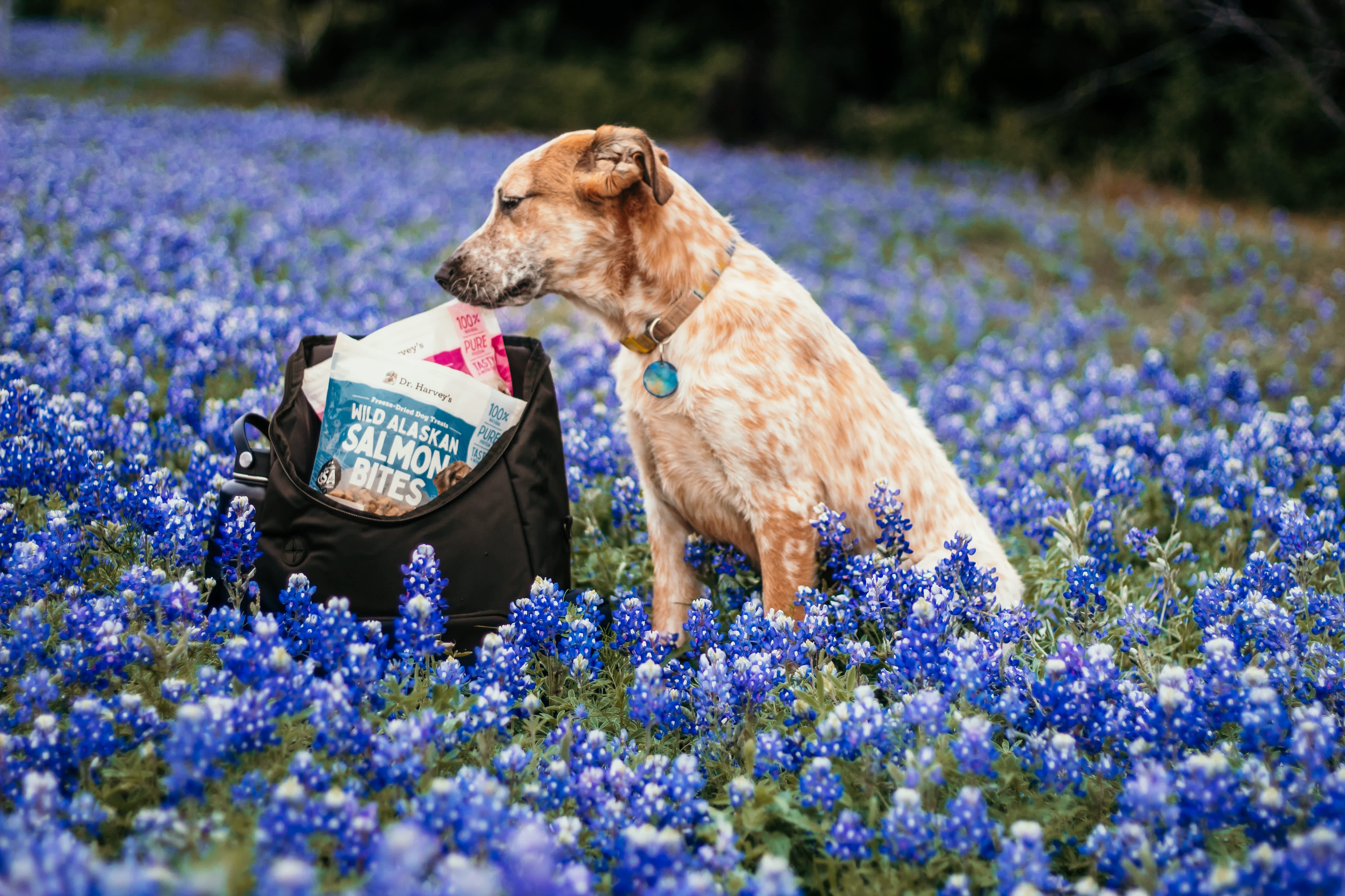 Spring Cleaning Your Dog's Diet: 8 Essential Steps