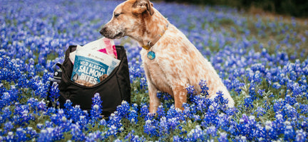 Spring Cleaning Your Dog's Diet: 8 Essential Steps