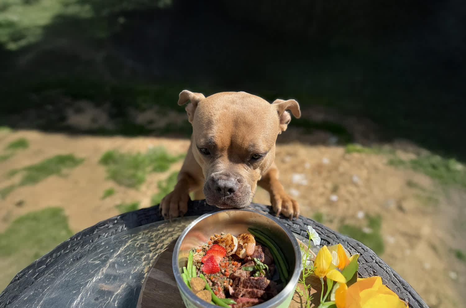 From Kibble to Fresh: Why to Choose Dr. Harvey's