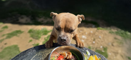 From Kibble to Fresh: Why to Choose Dr. Harvey's