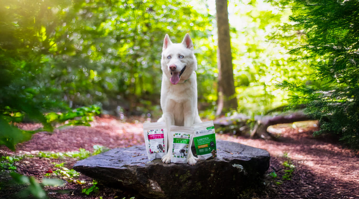 Your Dog’s First Dr. Harvey’s Experience: What to Expect and How to Transition