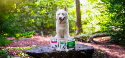 Your Dog’s First Dr. Harvey’s Experience: What to Expect and How to Transition