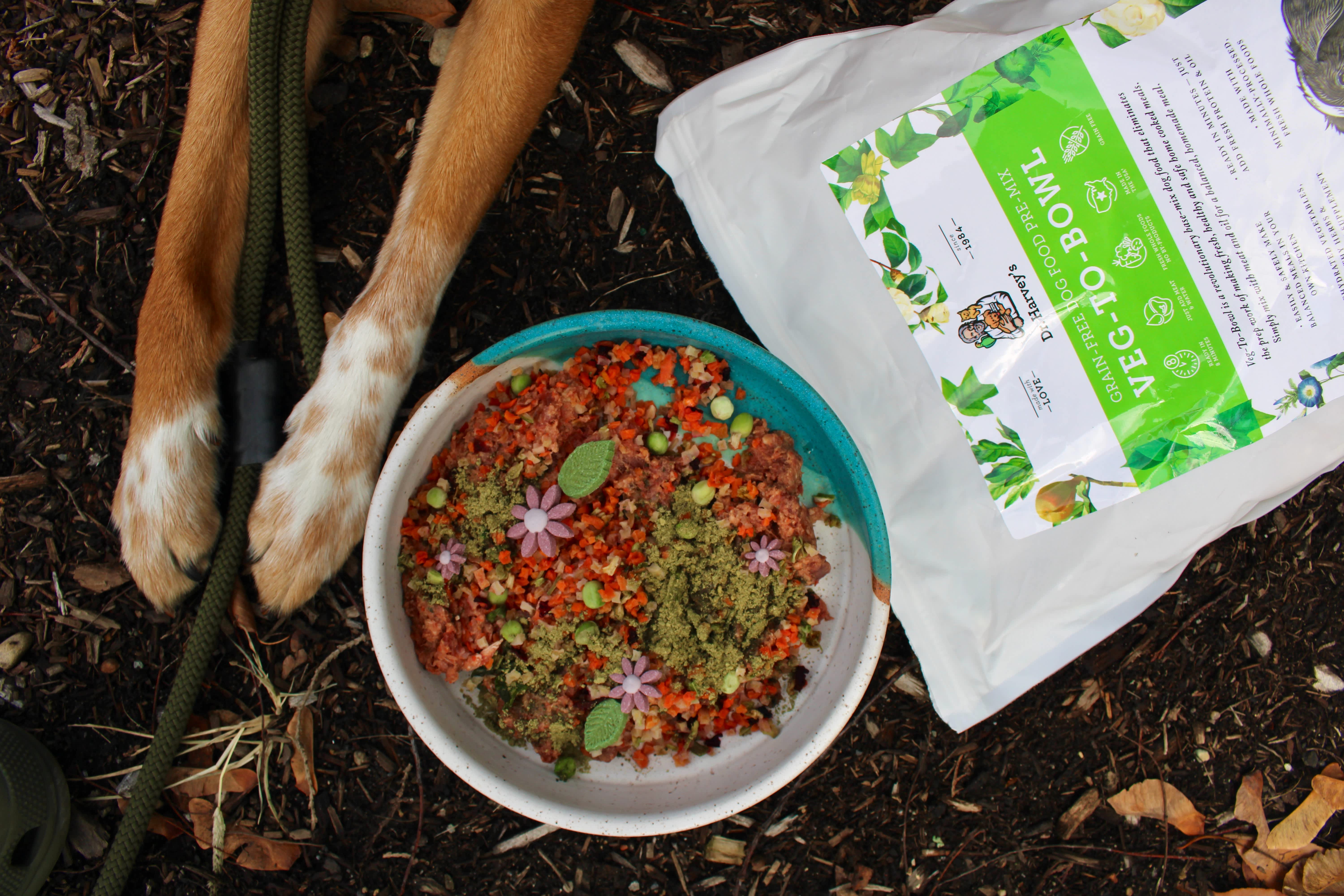 Are Grains Bad for Dogs? What You Should Know