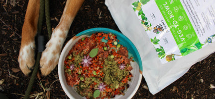 Are Grains Bad for Dogs? What You Should Know