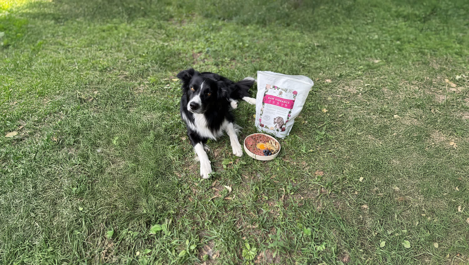 Healthy Starts Here: Practical Tips for Incorporating Raw Into Your Dog’s Diet