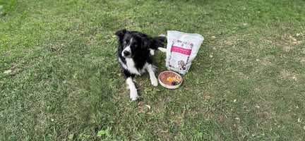 Healthy Starts Here: Practical Tips for Incorporating Raw Into Your Dog’s Diet
