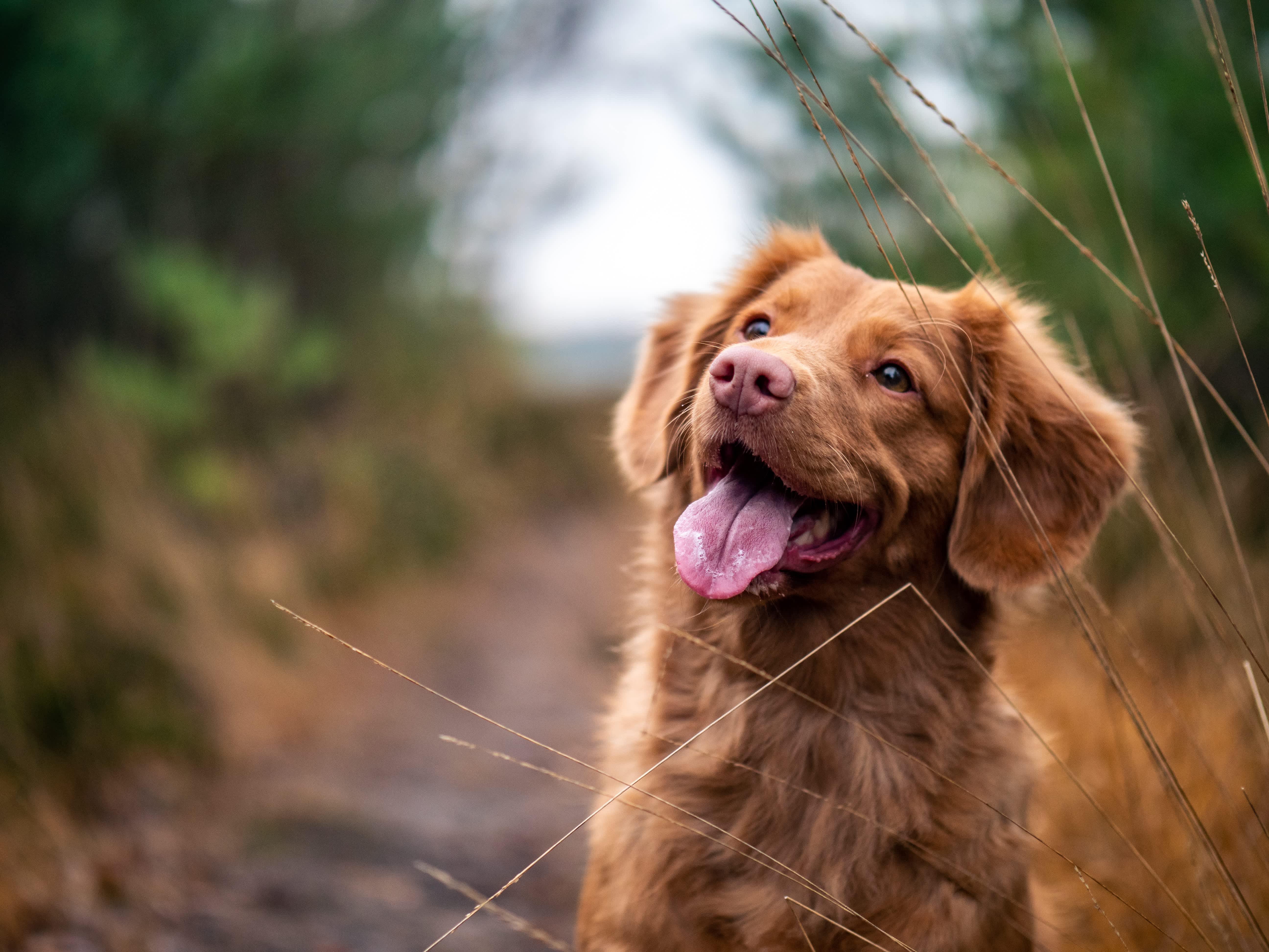 Pet Food Labels: What Every Pet Parent Needs to Know
