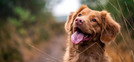 Pet Food Labels: What Every Pet Parent Needs to Know