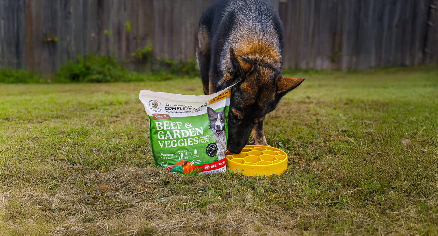 Everyday Dog Enrichment: How Mealtime Can Be Mentally Stimulating