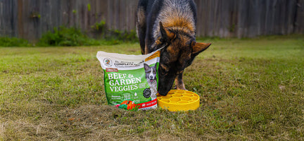 Everyday Dog Enrichment: How Mealtime Can Be Mentally Stimulating