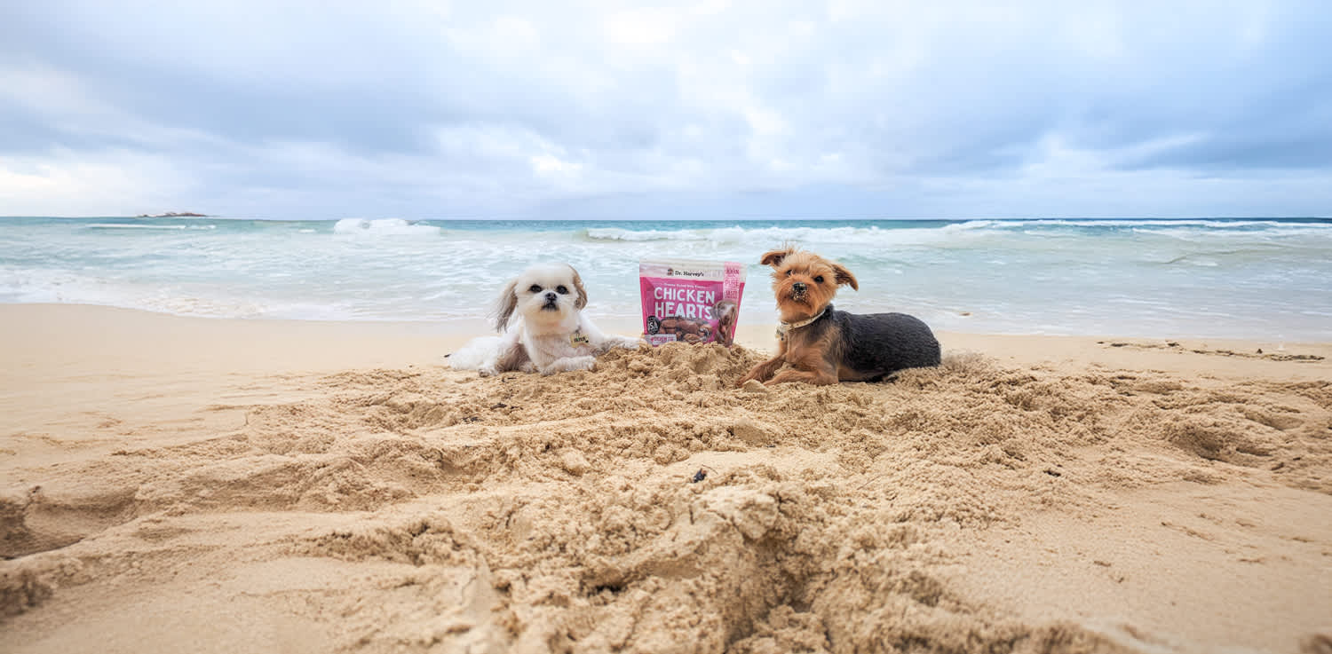 Seasonal Fun with Your Dog: Preparing for Hikes, Road Trips, and Outdoor Fun