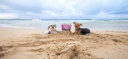 Seasonal Fun with Your Dog: Preparing for Hikes, Road Trips, and Outdoor Fun