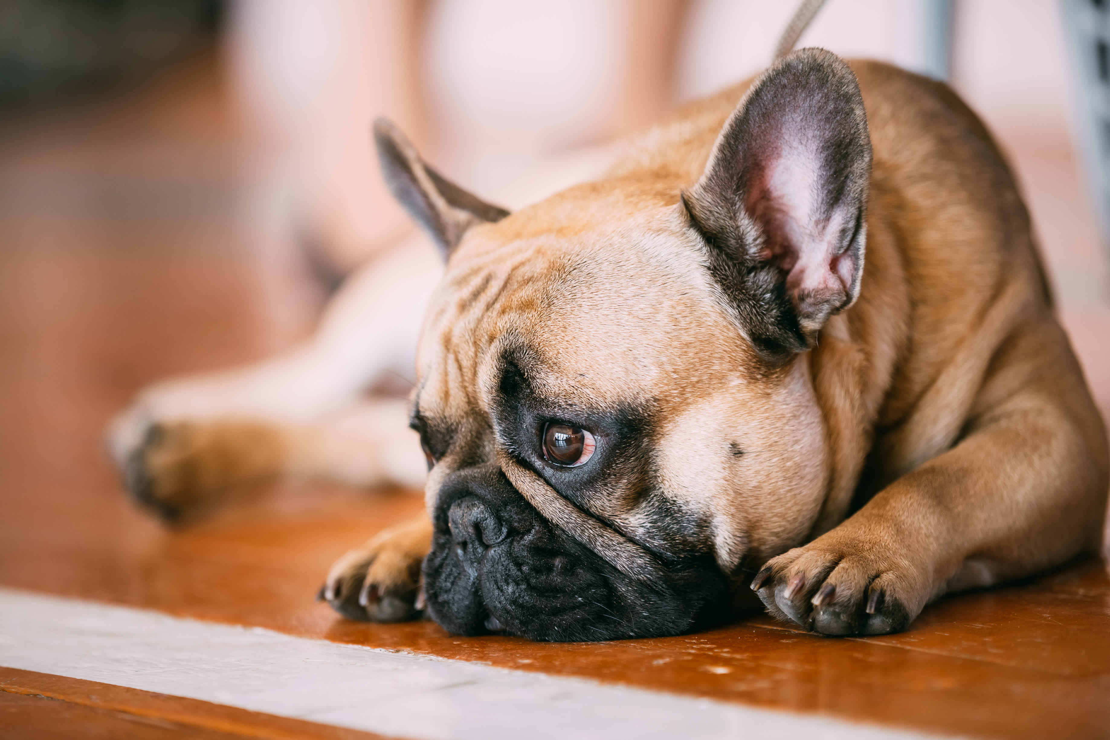 How to Help a Dog’s Upset Stomach: 6 Simple Ideas You Can Do at Home