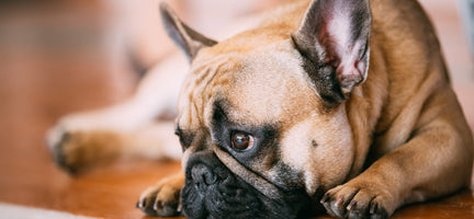How to Help a Dog’s Upset Stomach: 6 Simple Ideas You Can Do at Home