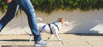 5 Ways to Make Your Dog's Walk More Productive