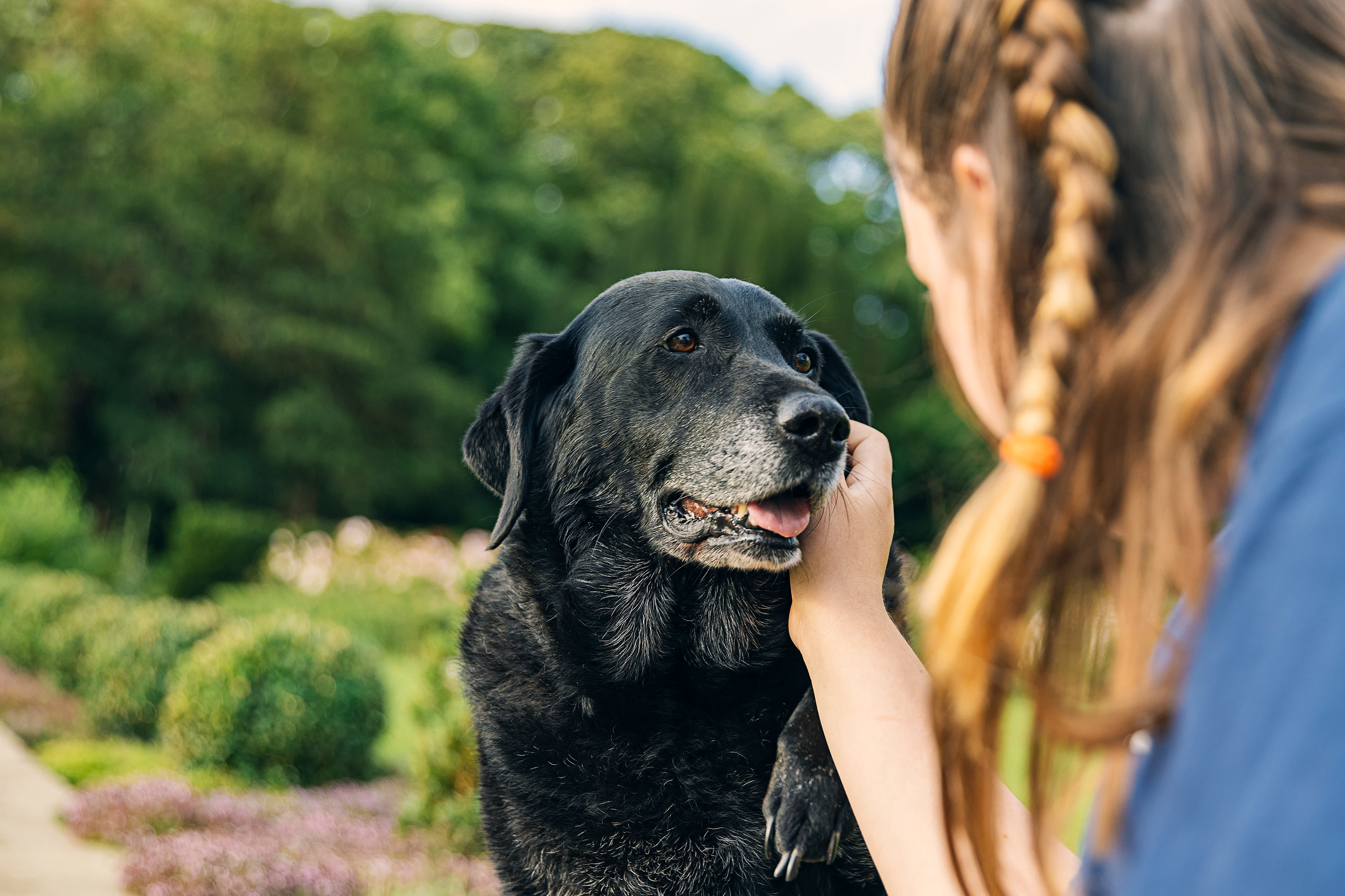 How to Care for a 15 Year Old Dog