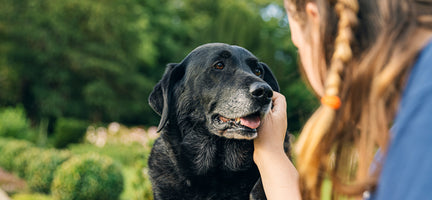 How to Care for a 15 Year Old Dog