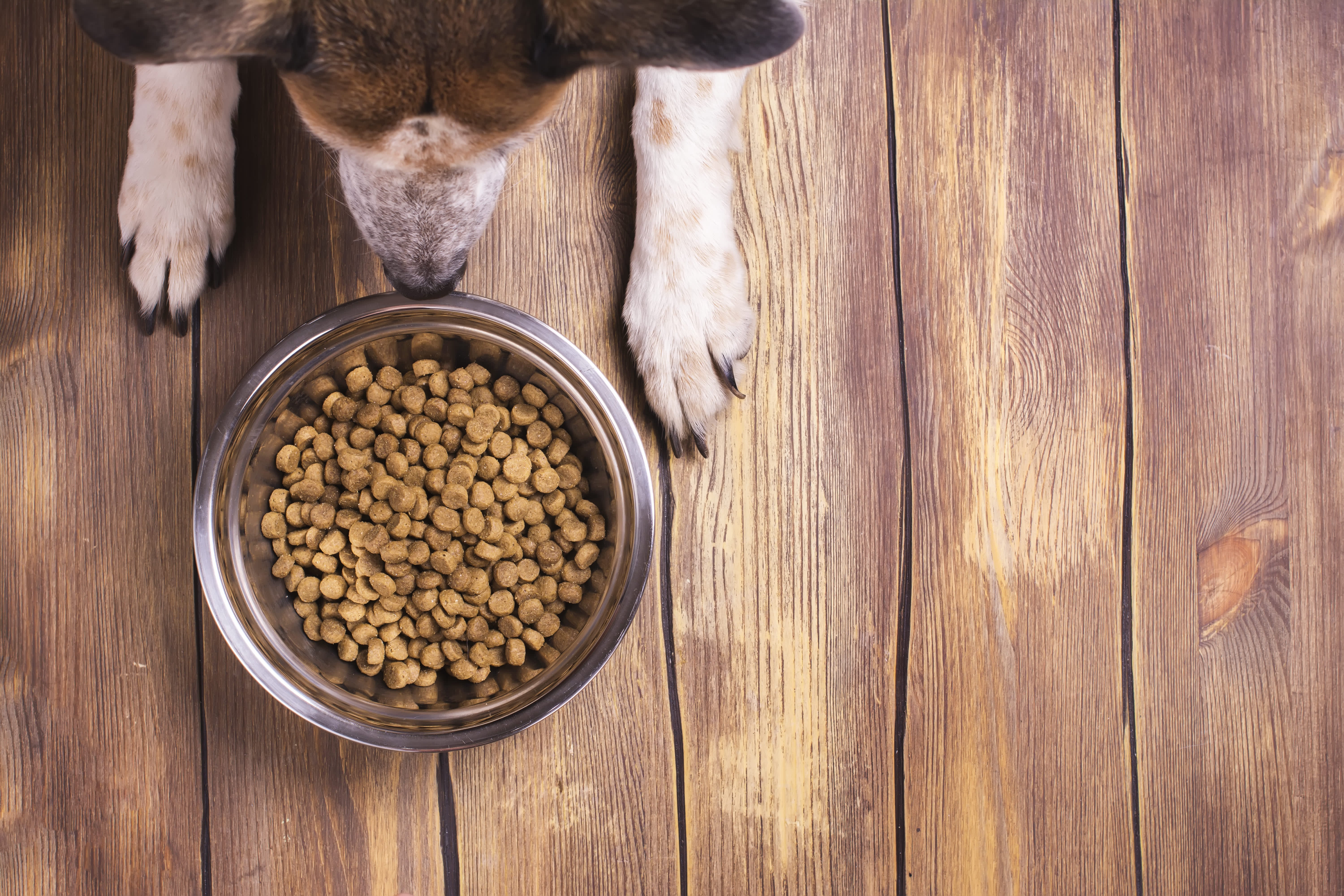 The Truth About Kibble: Why Fresh Food is the Way to Go