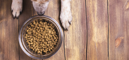 The Truth About Kibble: Why Fresh Food is the Way to Go