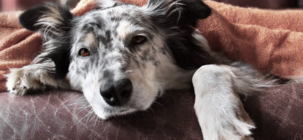 What Causes Kidney Failure in Dogs: Prevention and Treatment Options