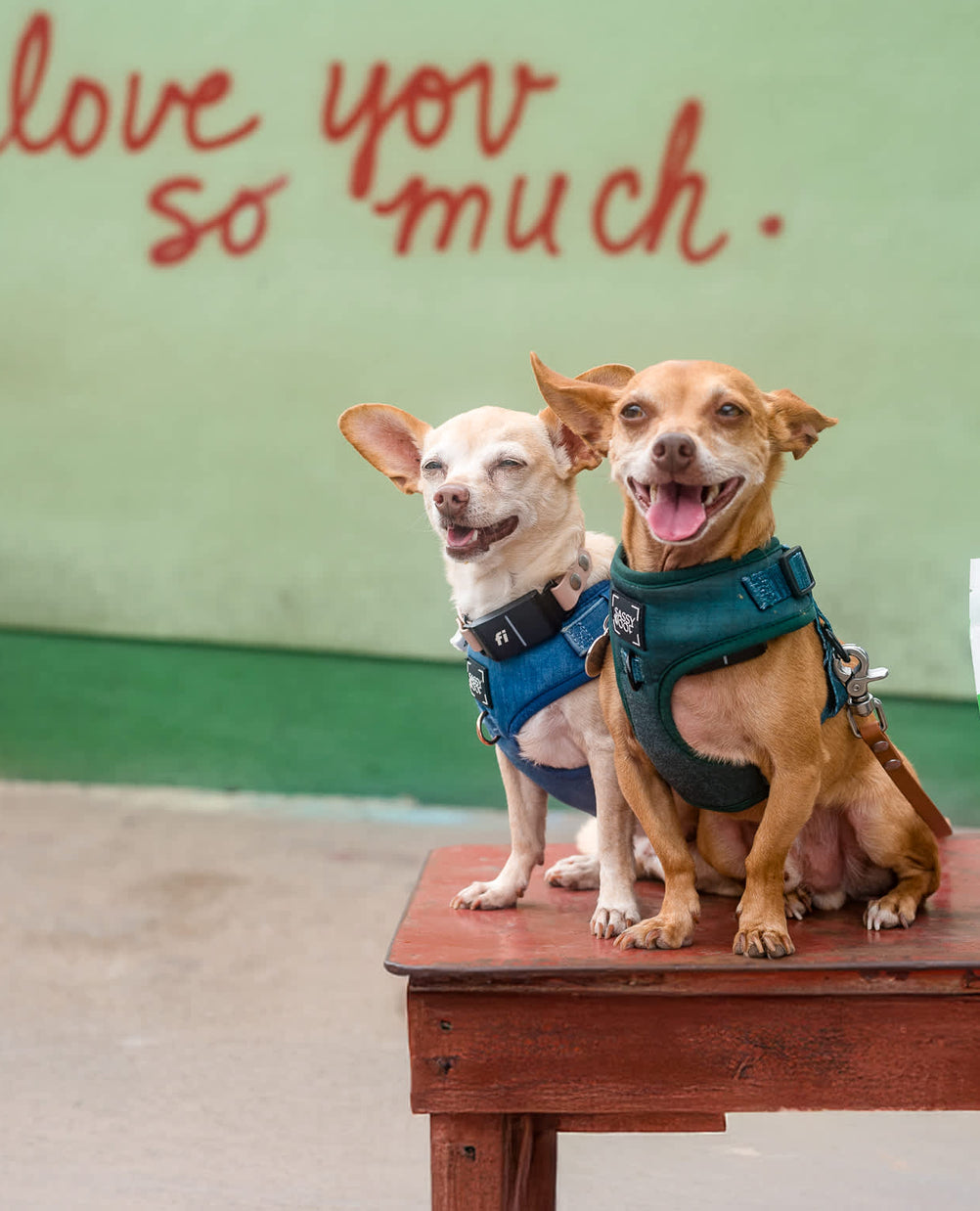 Unleashing Canine Counterstories Part 1: Exploring Humane Education with Dr. Lori