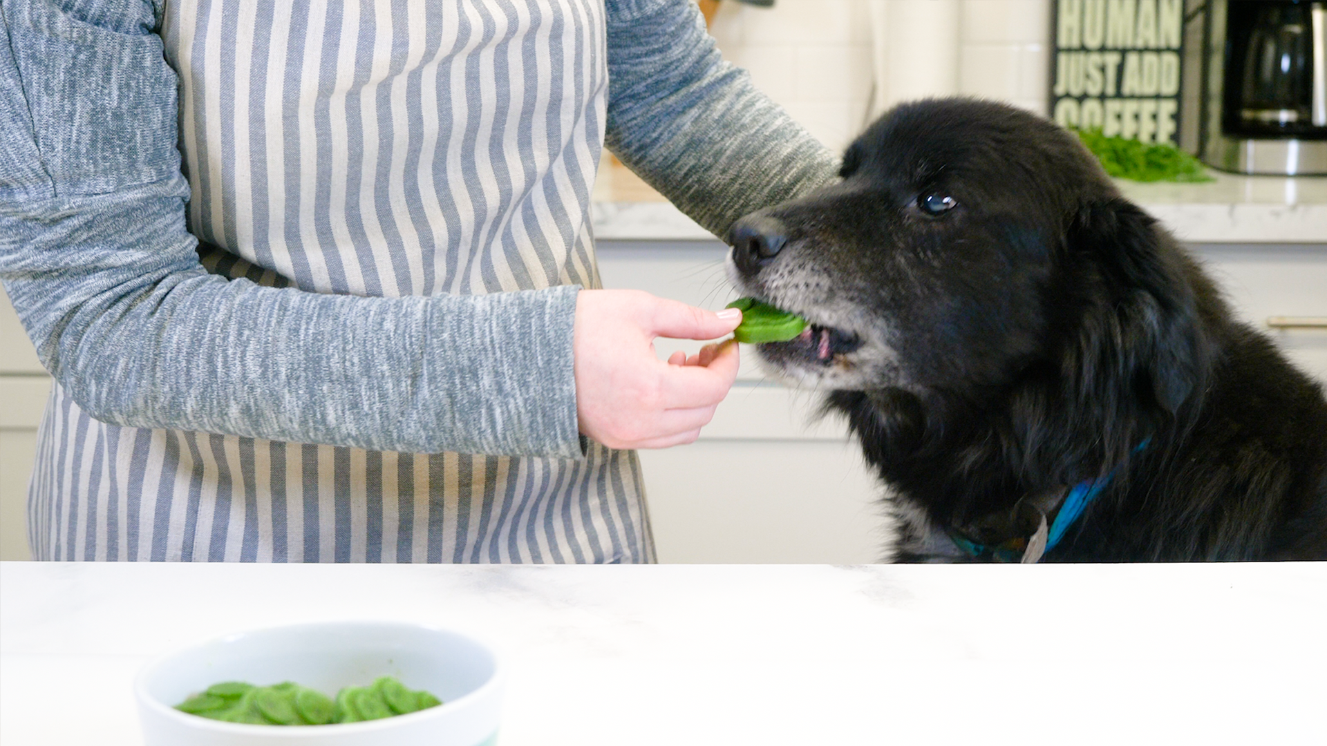 St. Patrick's Day Dog Treats: Easy and Healthy Recipe