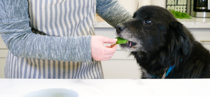 St. Patrick's Day Dog Treats: Easy and Healthy Recipe