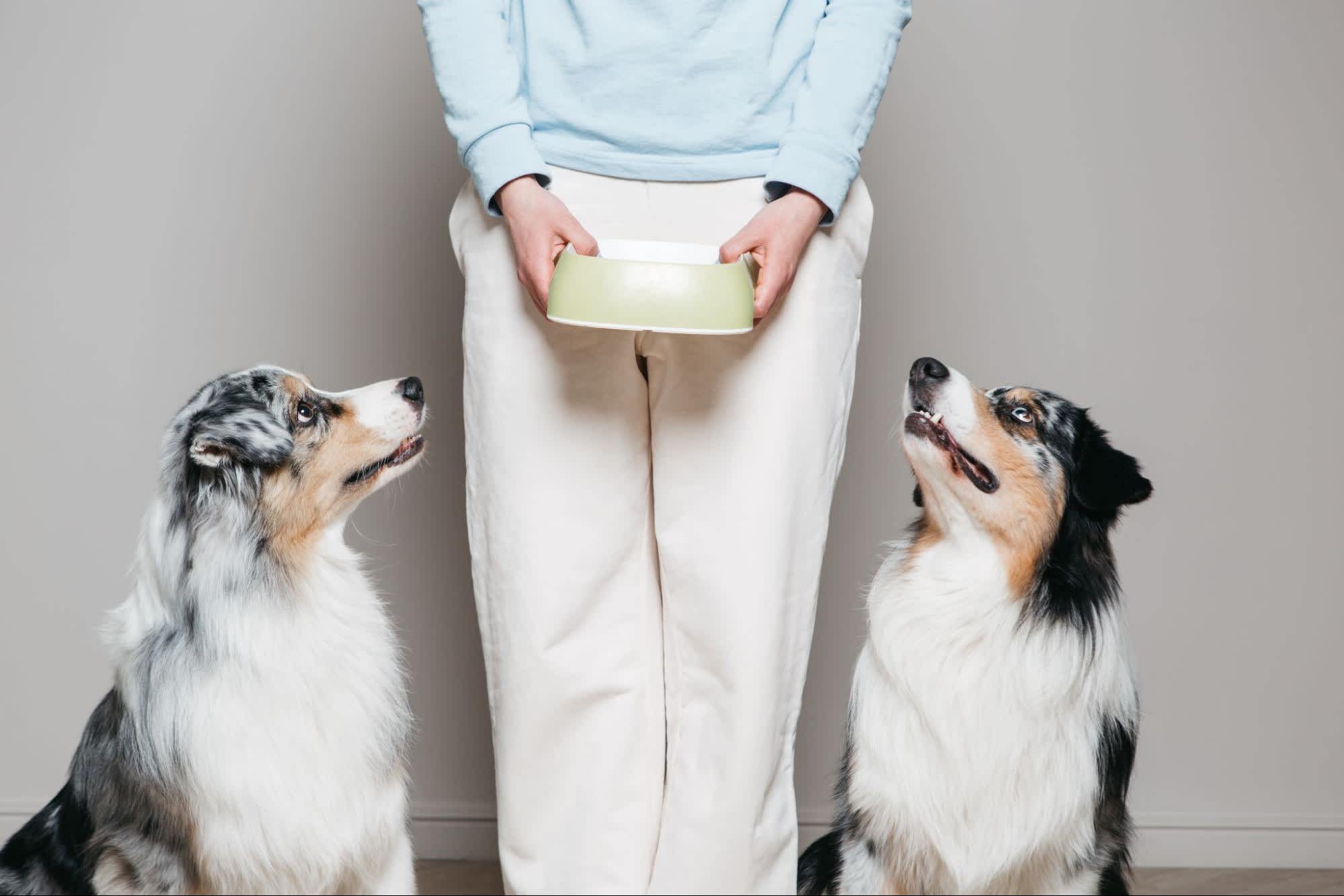 Is Yogurt Good for Dogs? 9 Dog Dairy Facts You Need to Know