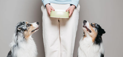Is Yogurt Good for Dogs? 9 Dog Dairy Facts You Need to Know