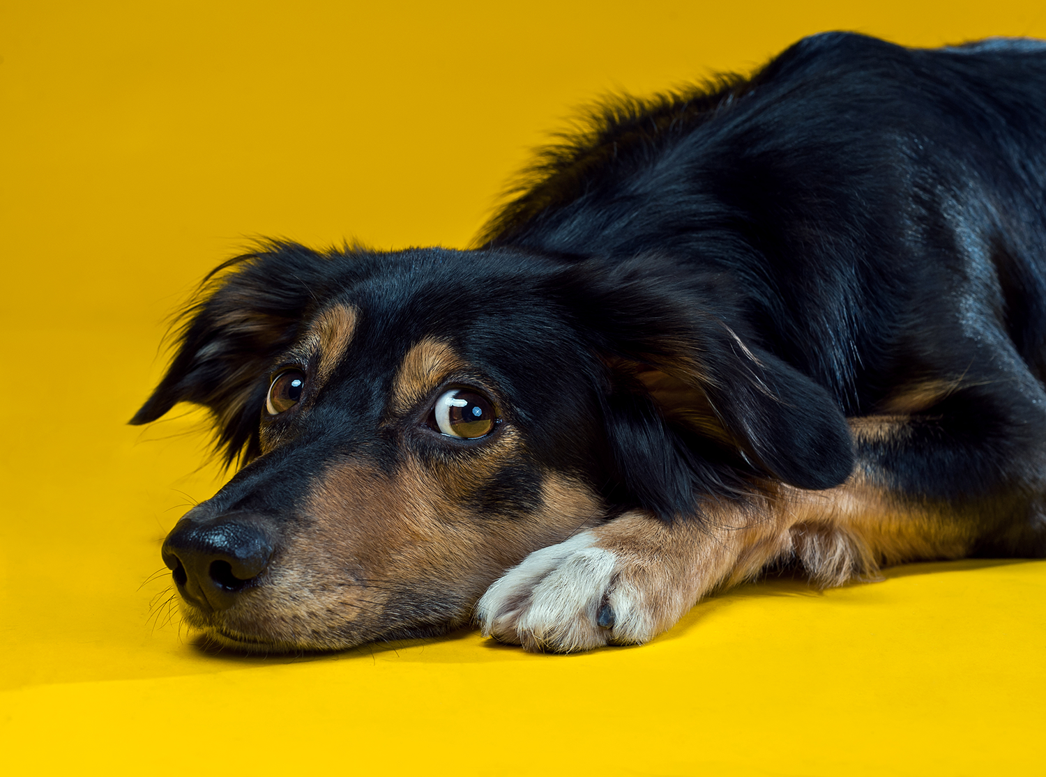 Why Do Dogs Eat Poop (& Is It a Sign That My Dog Is Sick?)
