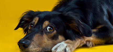Why Do Dogs Eat Poop (& Is It a Sign That My Dog Is Sick?)