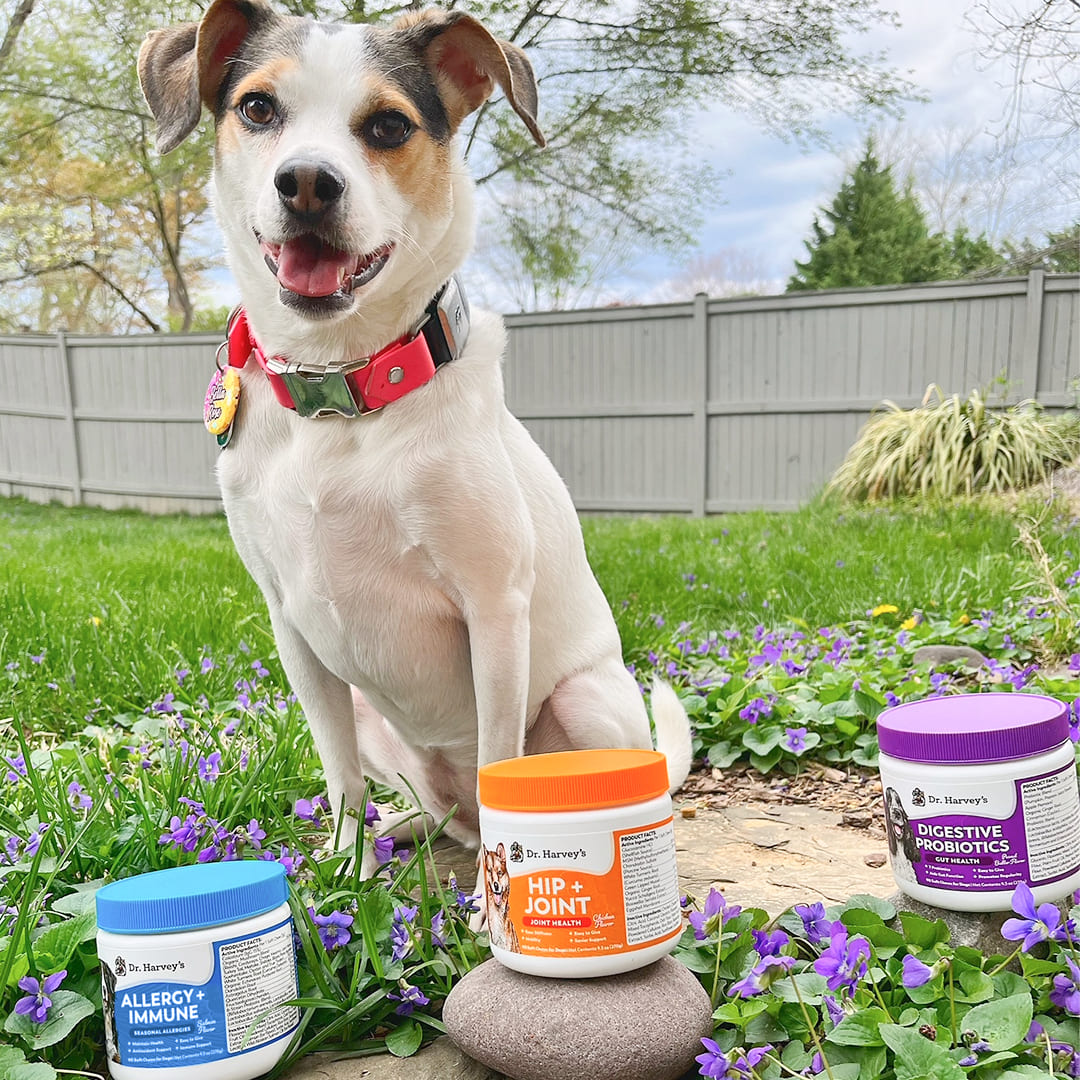 Allergy + Immune Support Soft Chews