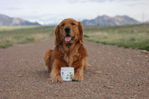 Dog Multivitamin & Mineral Powder Supplement