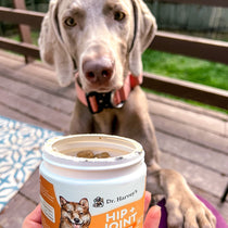 Hip + Joint Soft Chews