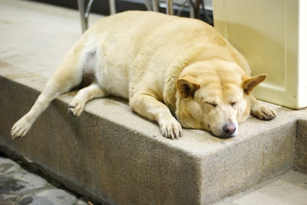Excess Weight in Dogs is a Serious Concern.