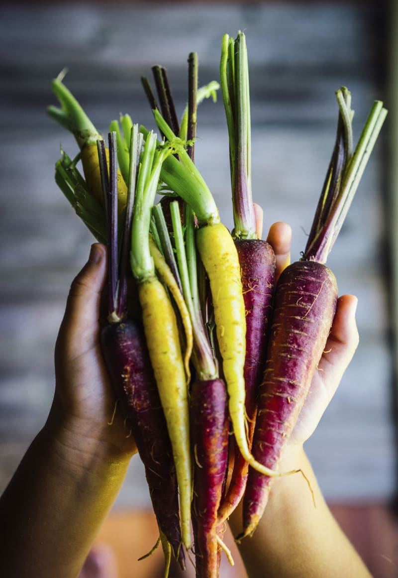 Quick Facts About Veg-to-Bowl Grain Free Dog Food