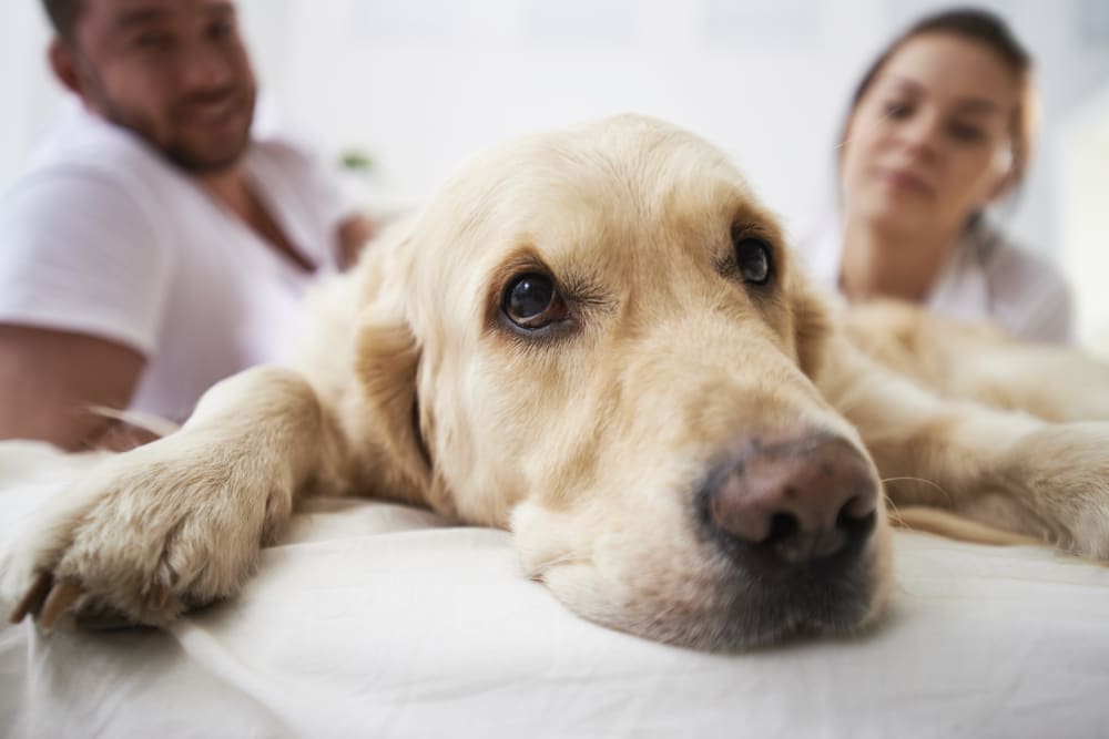 Dog lying on a bed with a blurred background of two people
