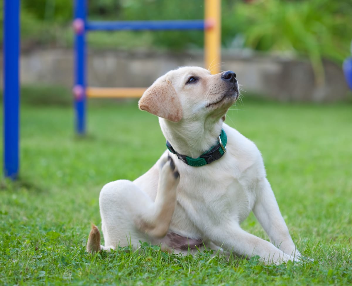 Help for Dogs with Allergies- Change To An All-Natural Dog Food