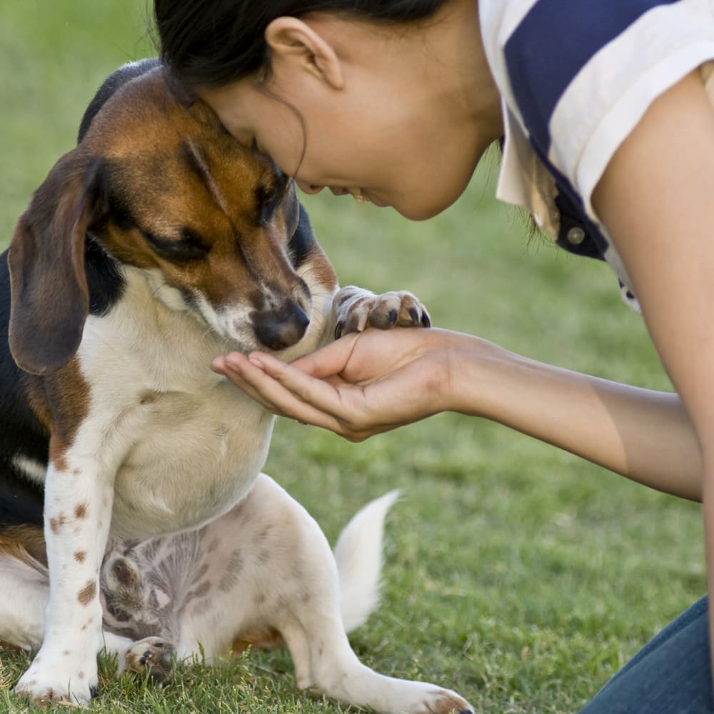 Woman petting a dog outdoors on a grassy area