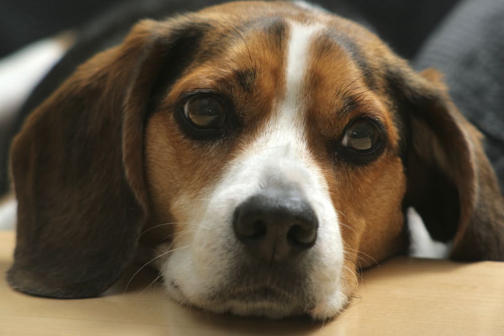 Close-up of a dog's face with a blurred background