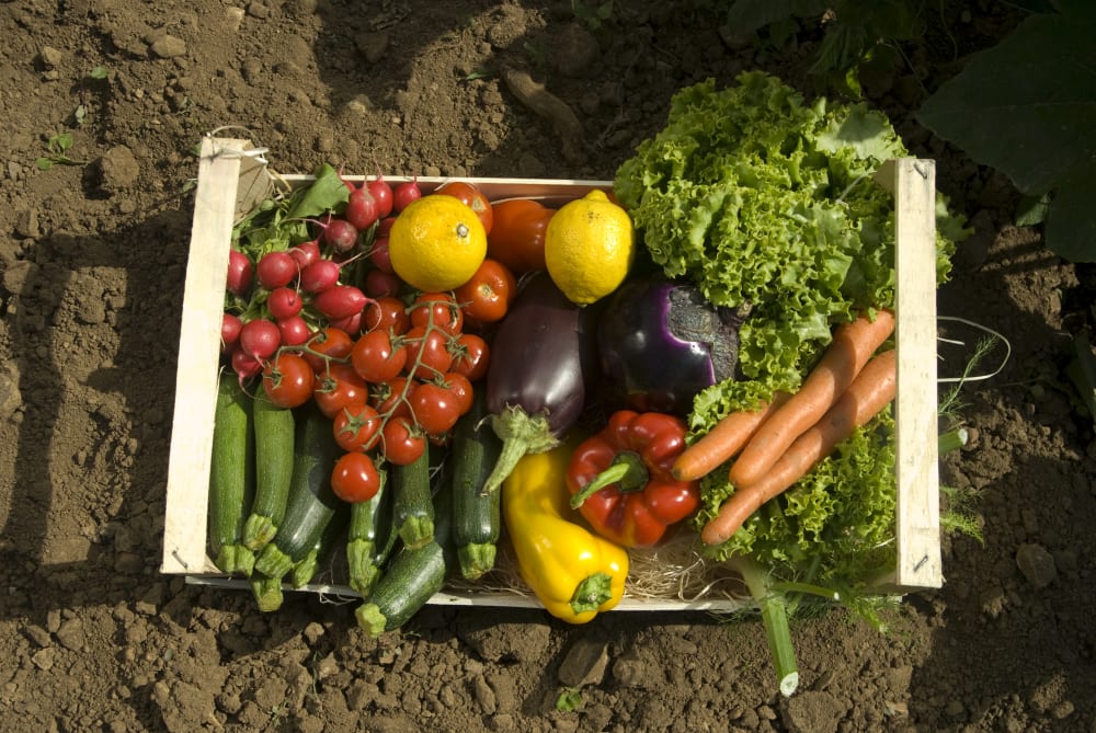 Assorted fresh vegetables in a wooden crate on a dirt ground